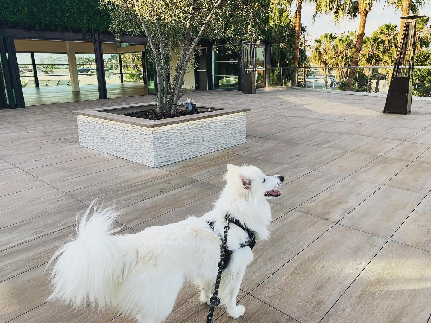 Ploof approved patio space.... ya we are blessed to have one of the best rooftops in all of LA, here at @palmsophiarooftop .... @kingsleythepuppyman gives it the seal of approval ;) #laeventspace #larooftop #lafilmlocations