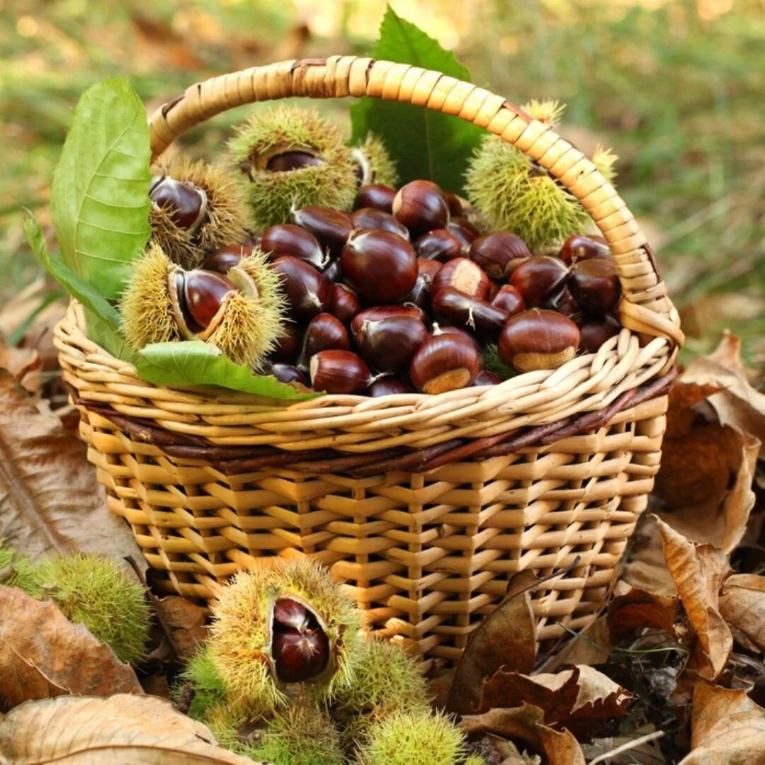 2012_Osteo email image.jpg