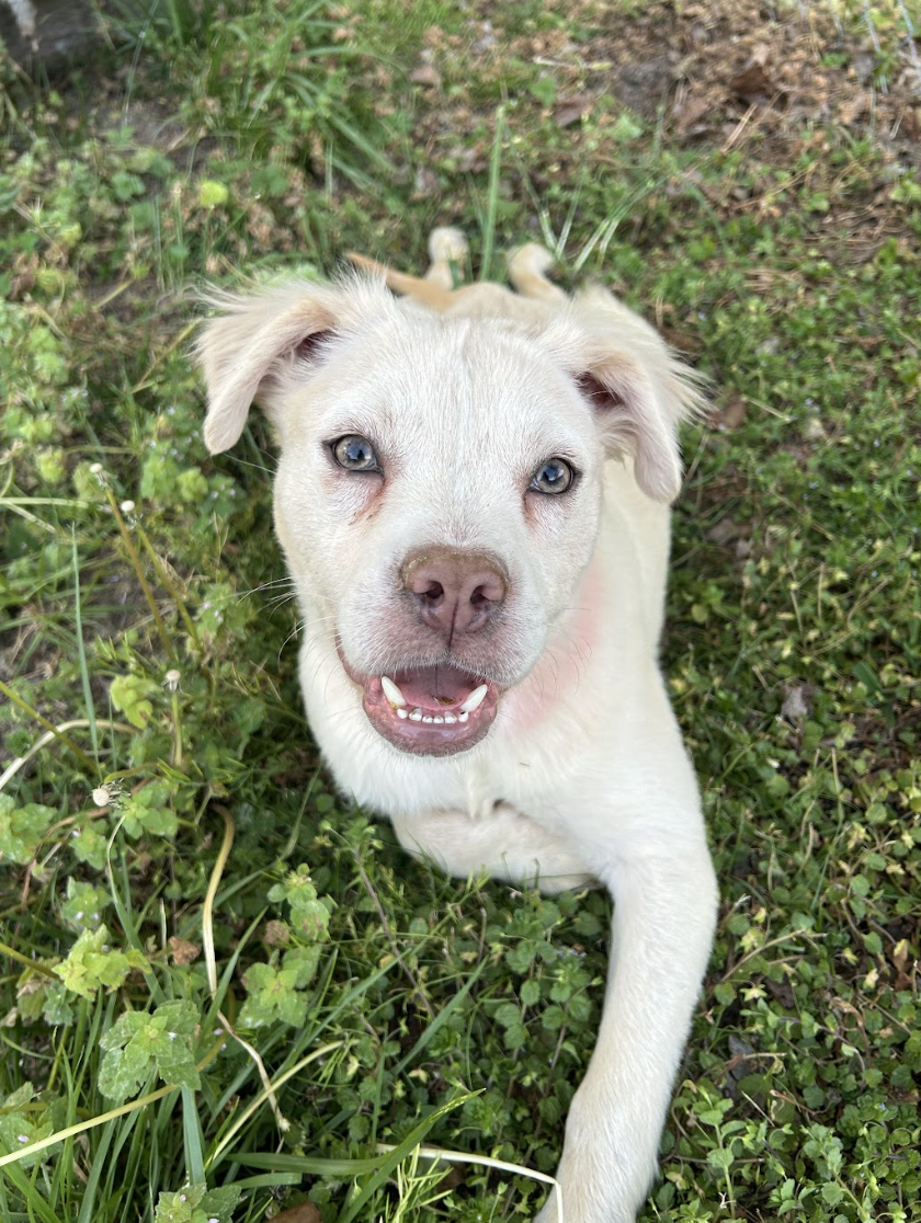 Screenshot 2026-04-08 at 3.37.30 PM.png