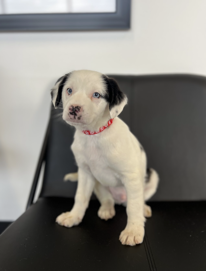 Screenshot 2026-02-06 at 3.41.23 PM.png