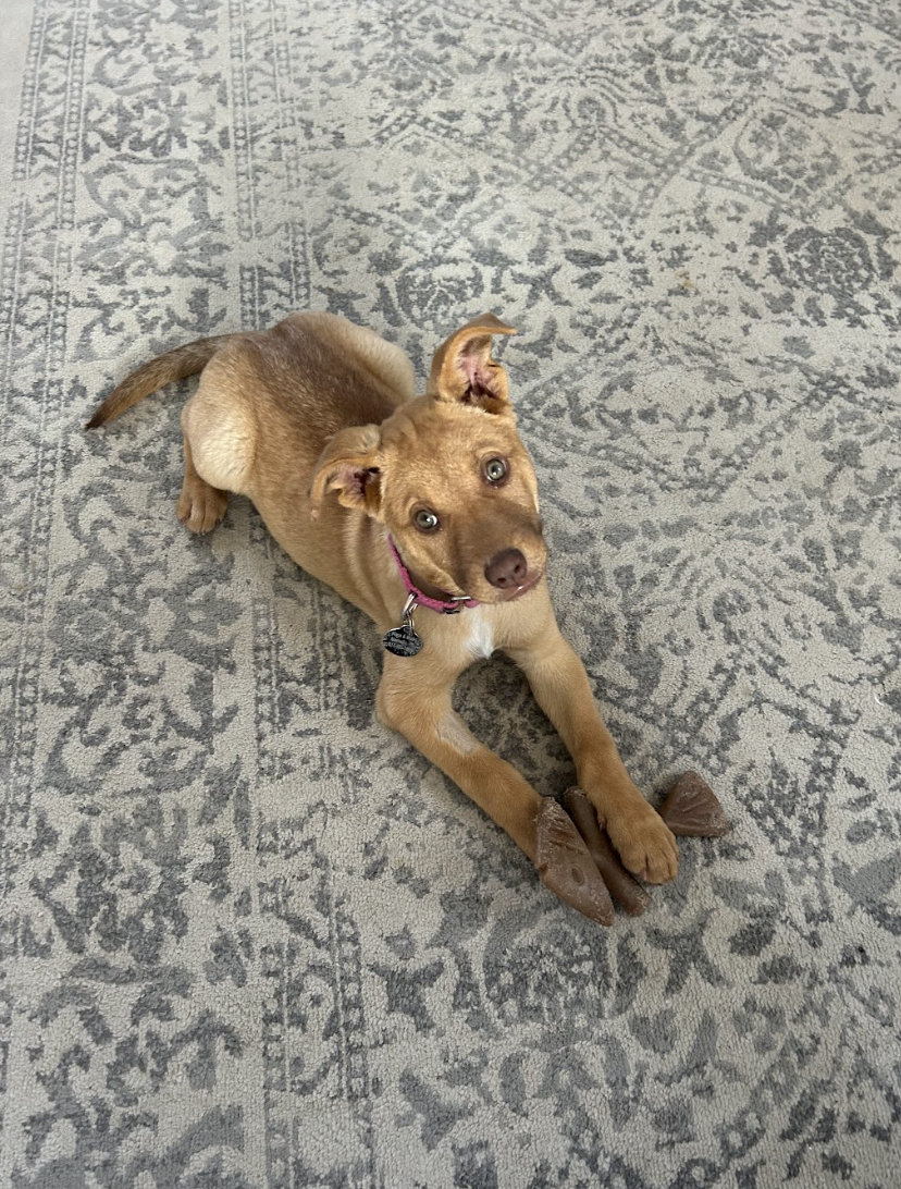 Screenshot 2026-02-13 at 1.19.18 PM.png