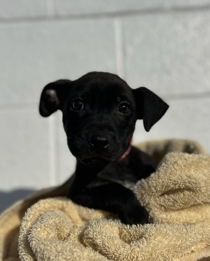 Screenshot 2026-04-23 at 2.11.44 PM.png