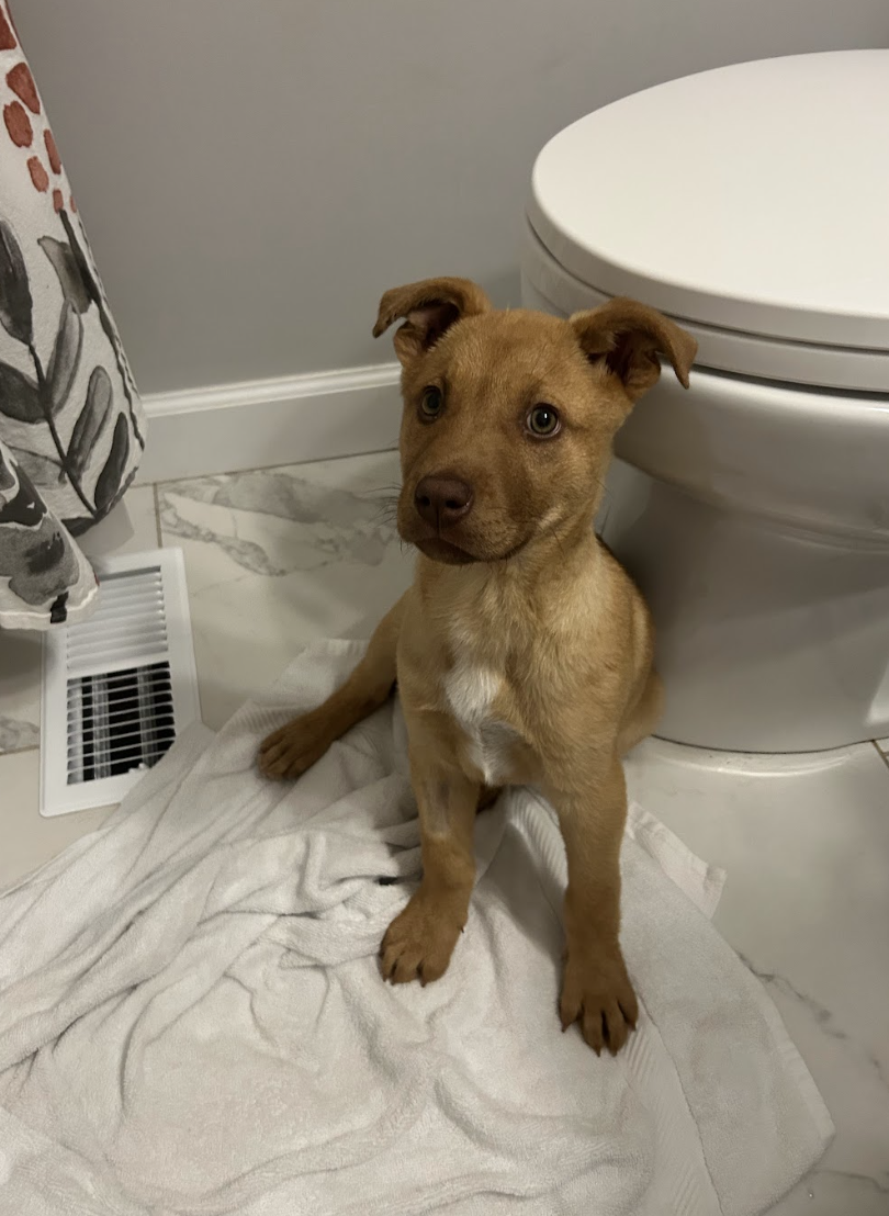 Screenshot 2026-02-13 at 1.19.07 PM.png