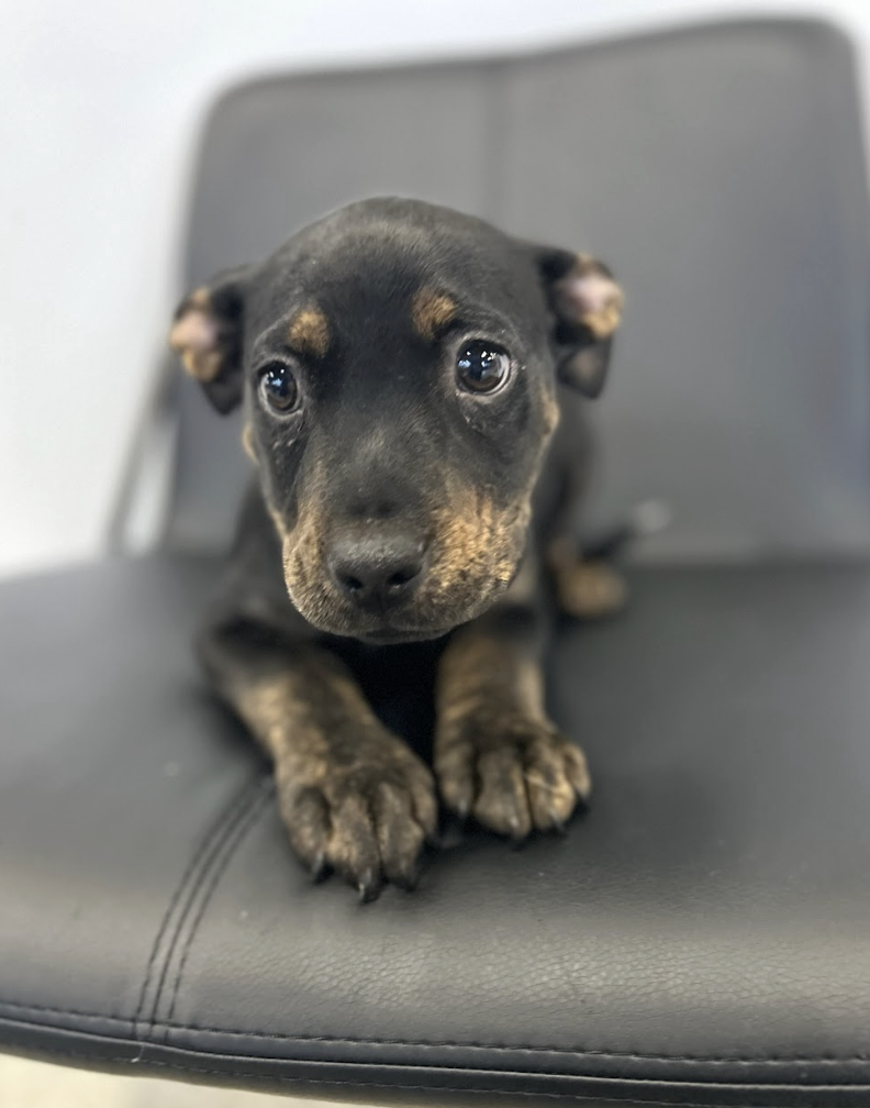 Screenshot 2026-02-19 at 5.04.17 PM.png