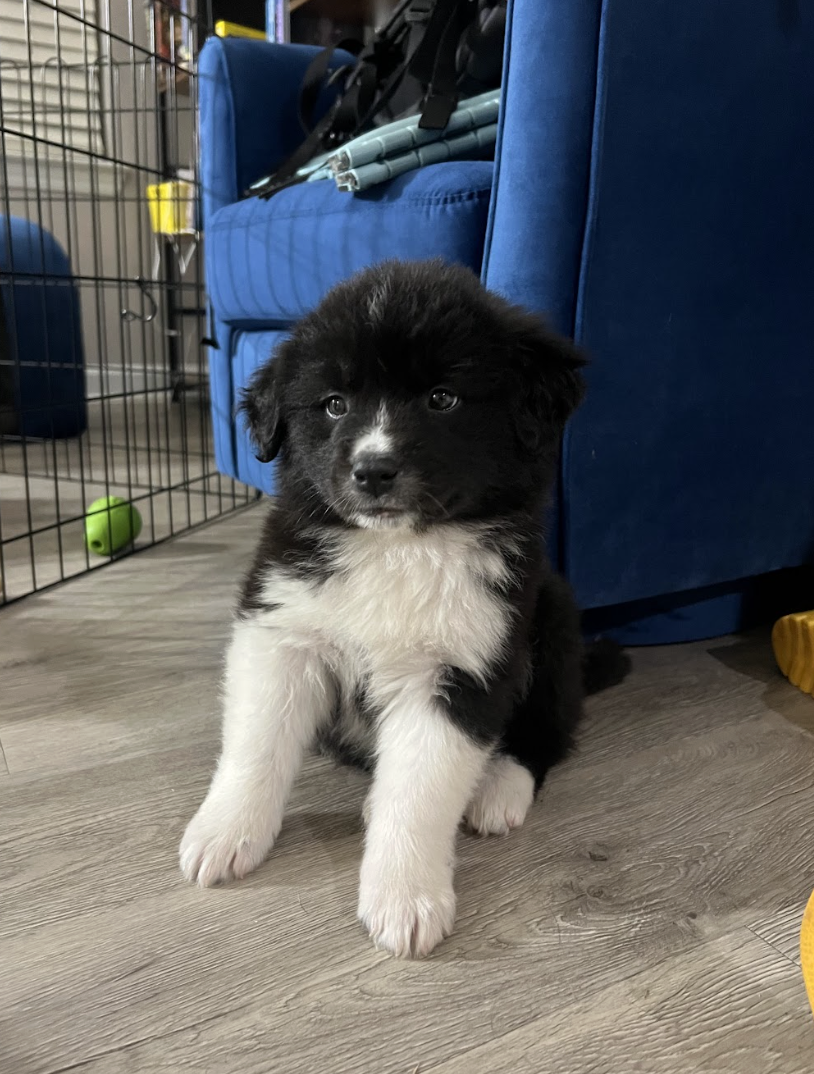 Screenshot 2026-04-13 at 2.45.02 PM.png