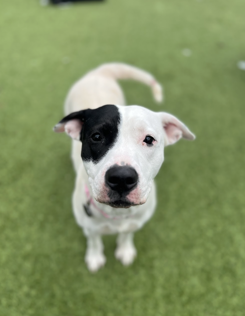 Screenshot 2026-01-30 at 4.52.04 PM.png