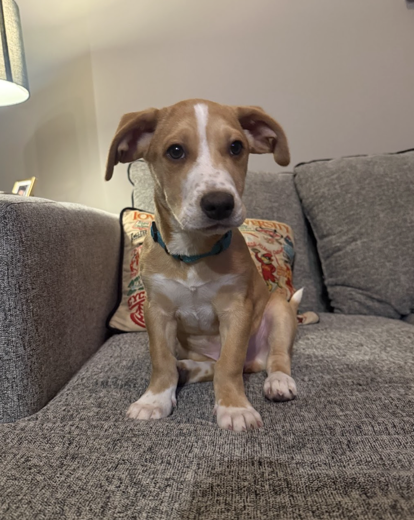 Screenshot 2026-01-29 at 12.08.57 PM.png