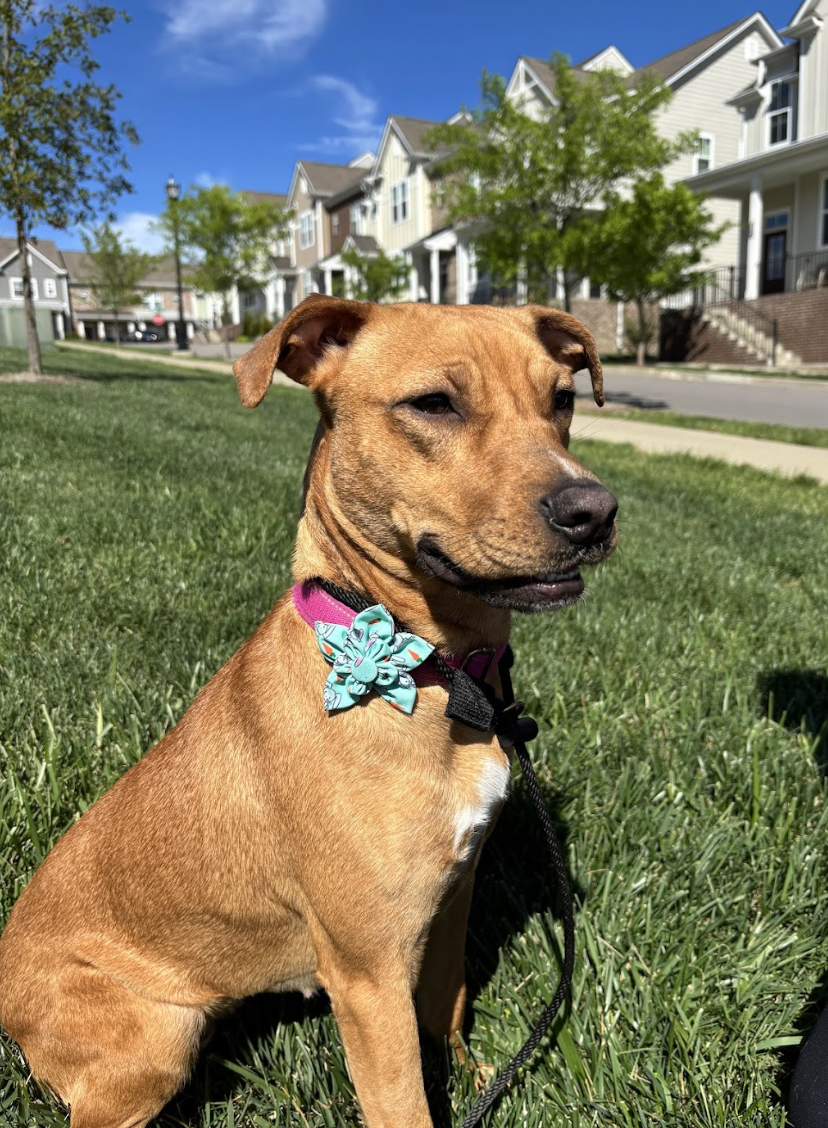 Screenshot 2026-04-22 at 5.25.18 PM.png