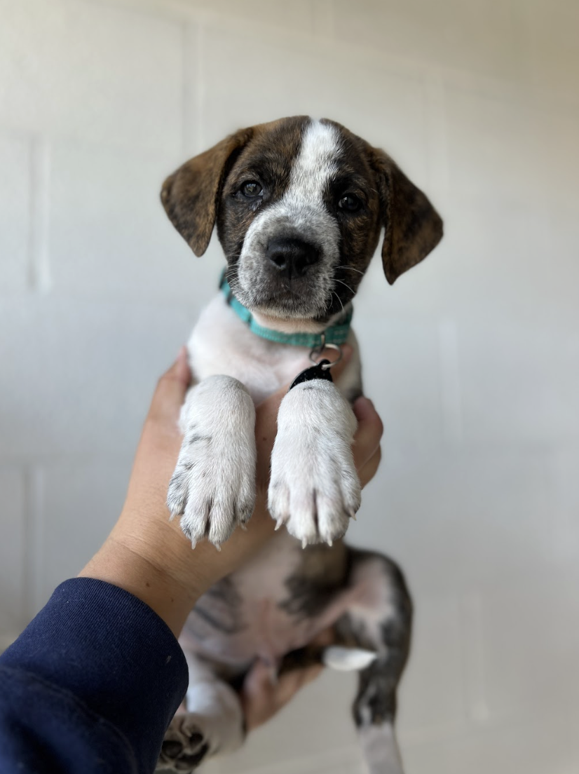 Screenshot 2026-04-01 at 6.03.00 PM.png