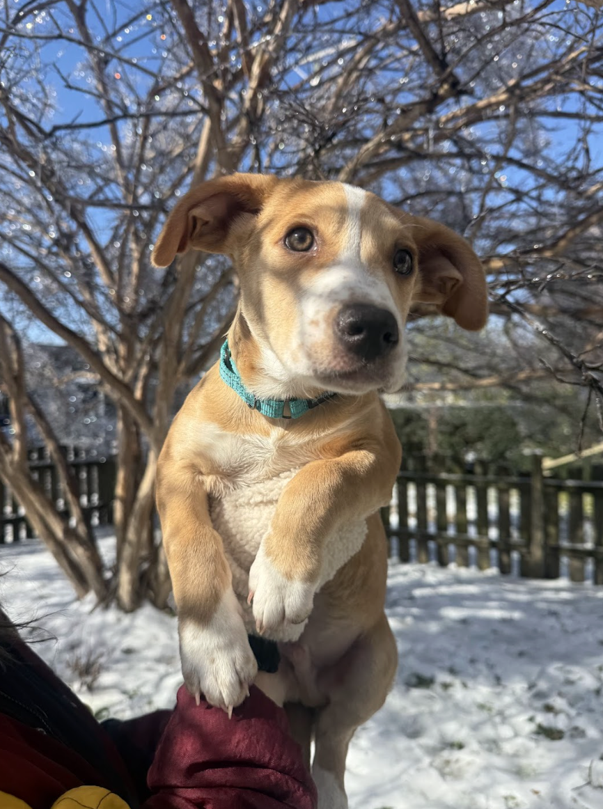 Screenshot 2026-01-29 at 12.08.40 PM.png