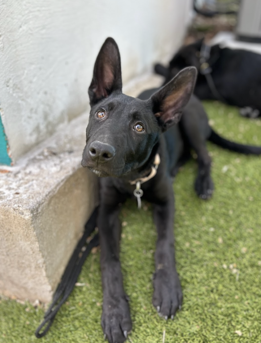 Screenshot 2026-04-09 at 6.44.22 PM.png