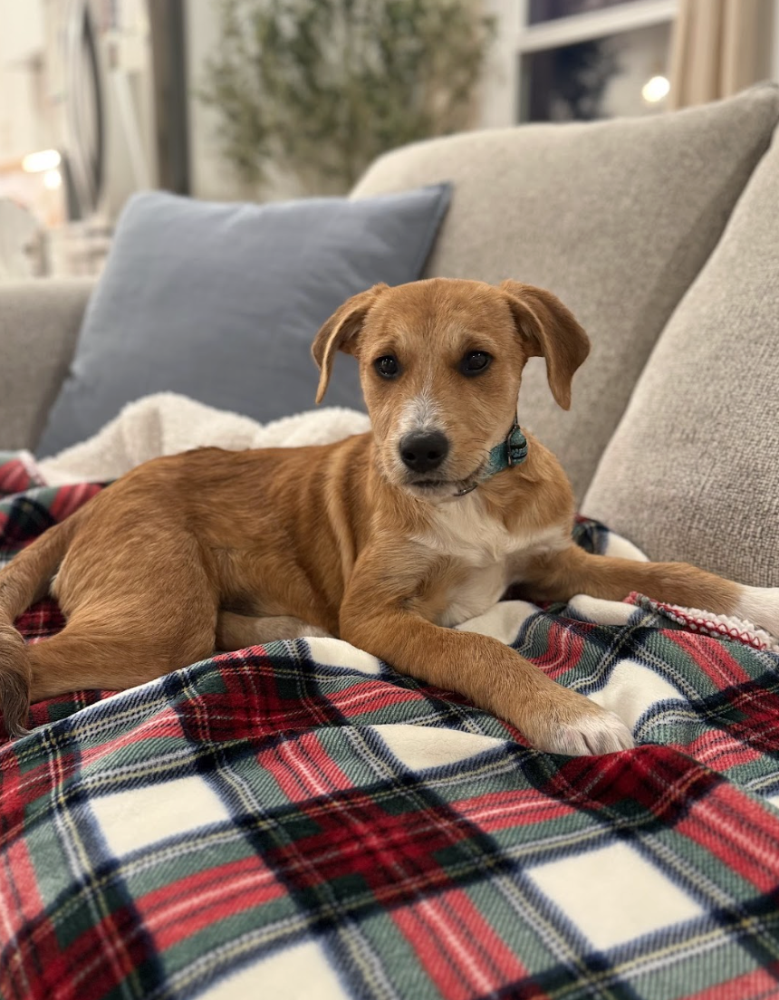 Screenshot 2026-02-13 at 4.54.41 PM.png