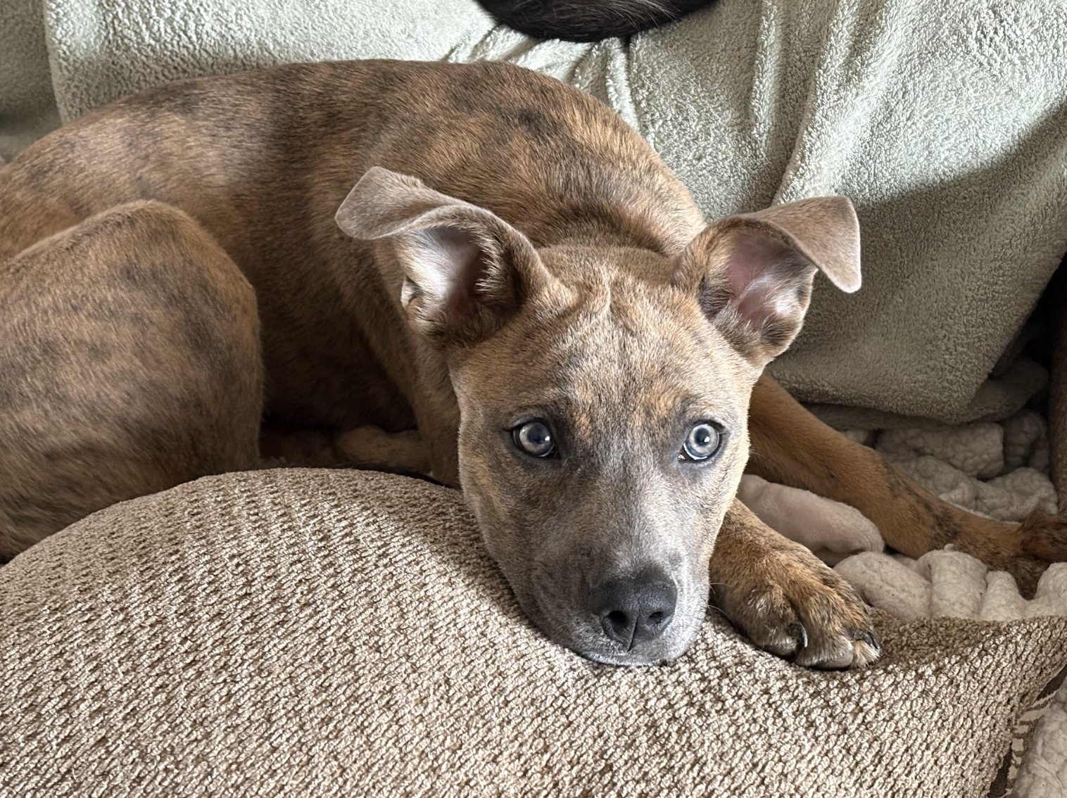 Screenshot 2026-04-03 at 2.27.46 PM.png