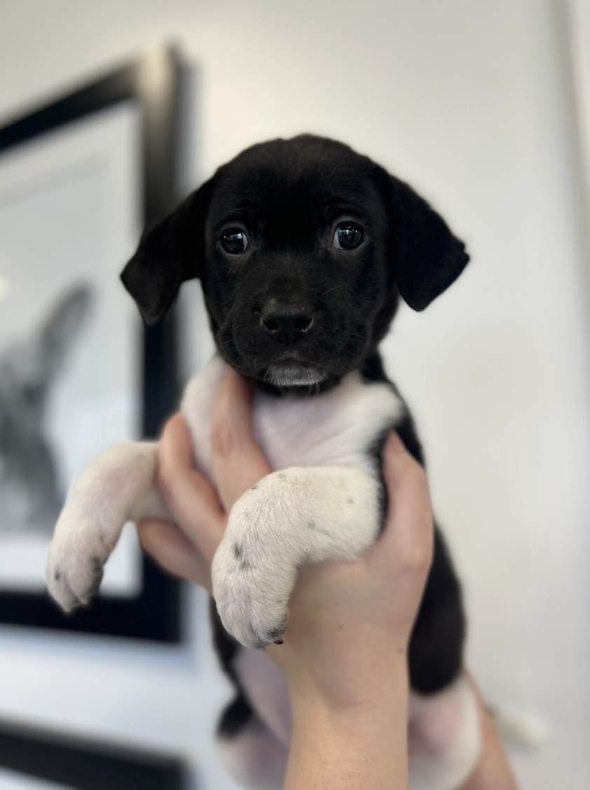 Screenshot 2026-02-14 at 2.08.10 PM.png