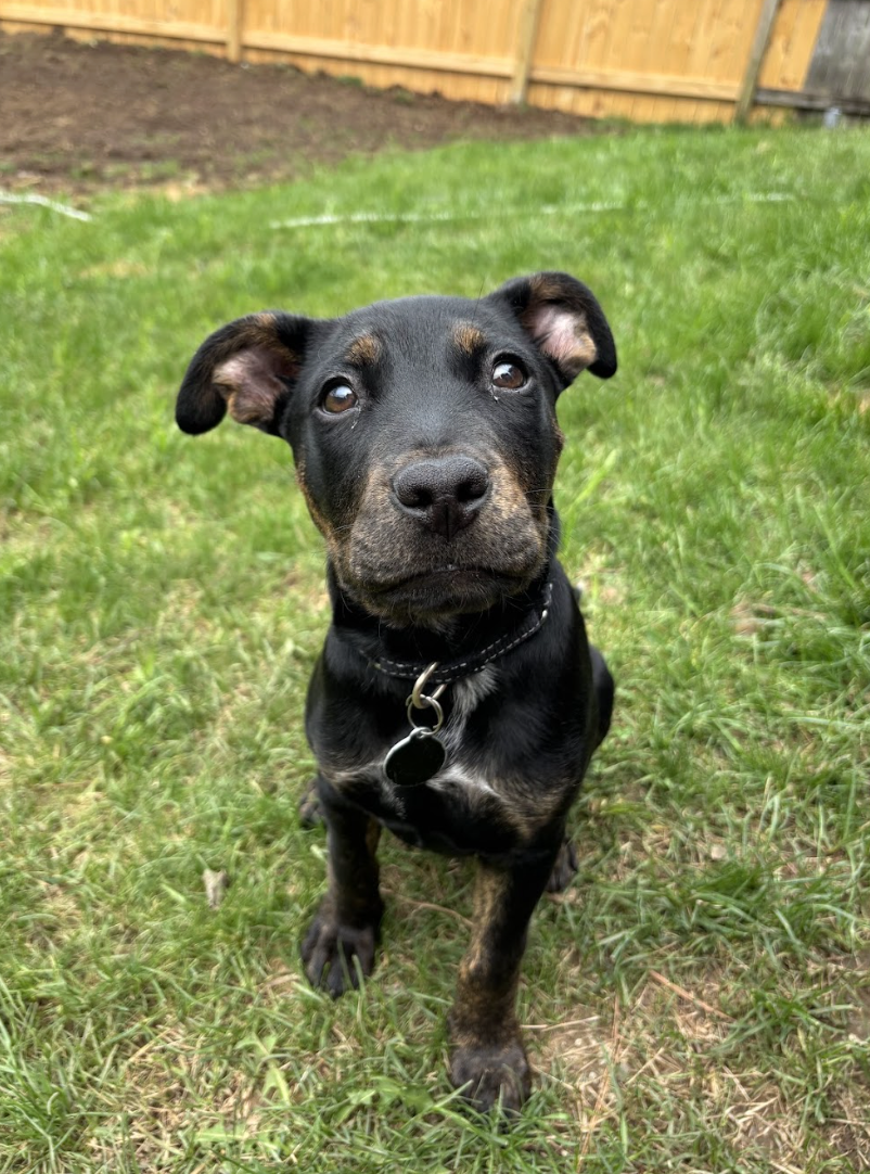 Screenshot 2026-04-03 at 1.10.12 PM.png