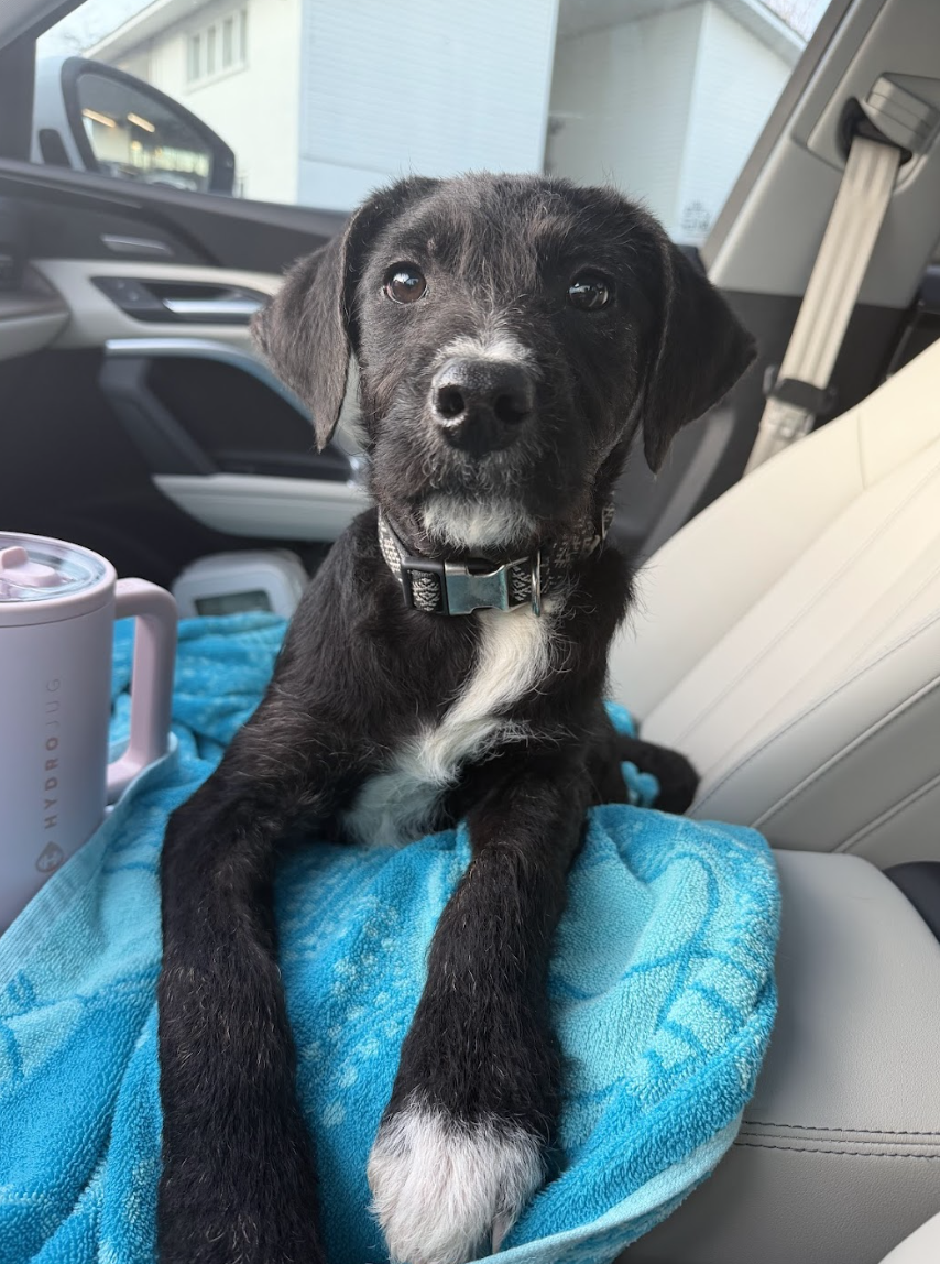 Screenshot 2026-02-13 at 4.52.31 PM.png