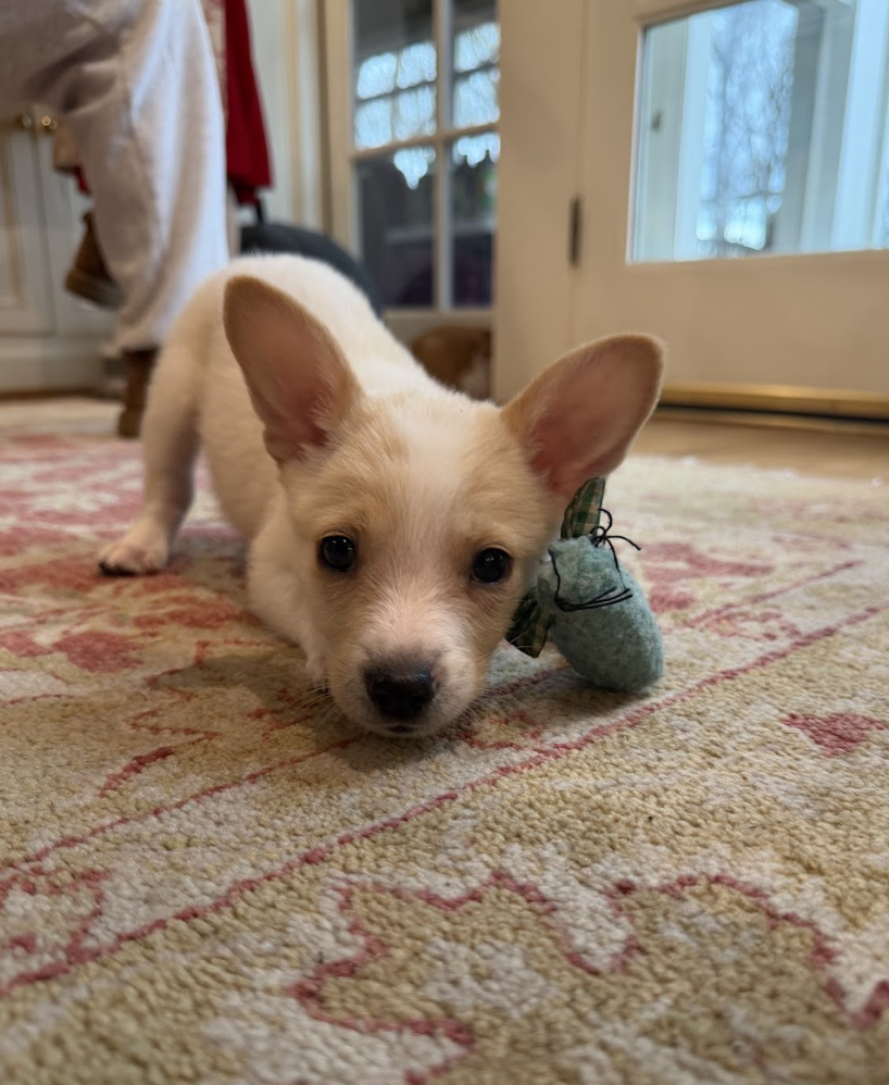 Screenshot 2026-03-20 at 3.03.27 PM.png