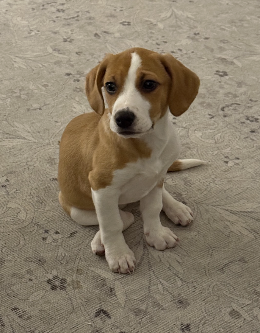 Screenshot 2026-01-29 at 12.11.15 PM.png