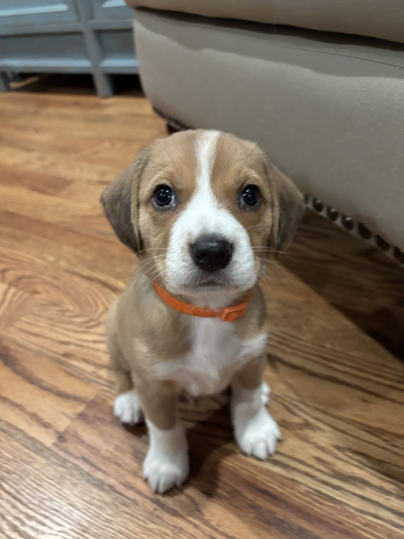 Screenshot 2026-02-21 at 4.42.23 PM.png