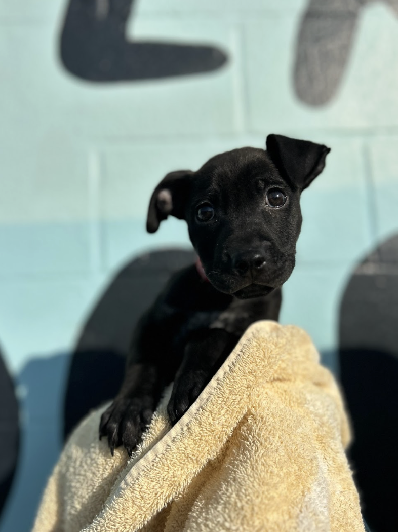 Screenshot 2026-04-23 at 2.11.35 PM.png