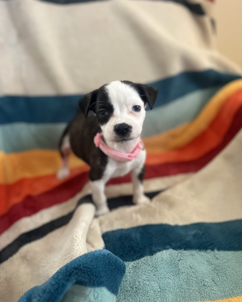 Screenshot 2026-04-23 at 2.21.20 PM.png