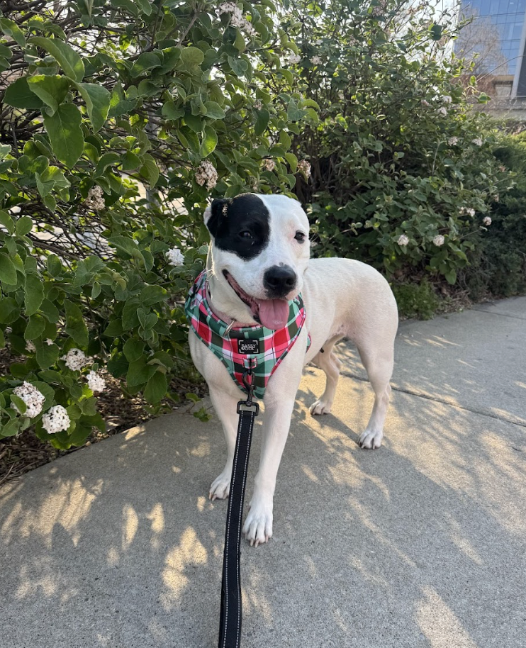 Screenshot 2026-04-03 at 3.30.21 PM.png