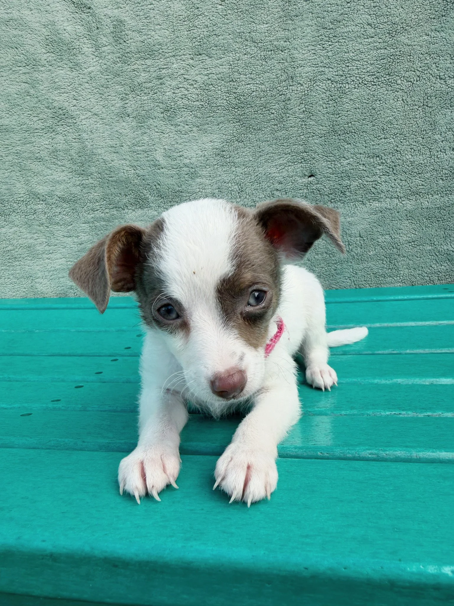 Piper