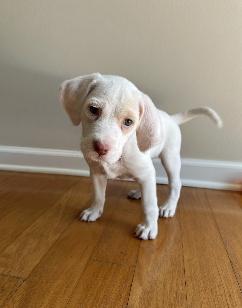 Screenshot 2026-03-10 at 8.53.08 PM.png