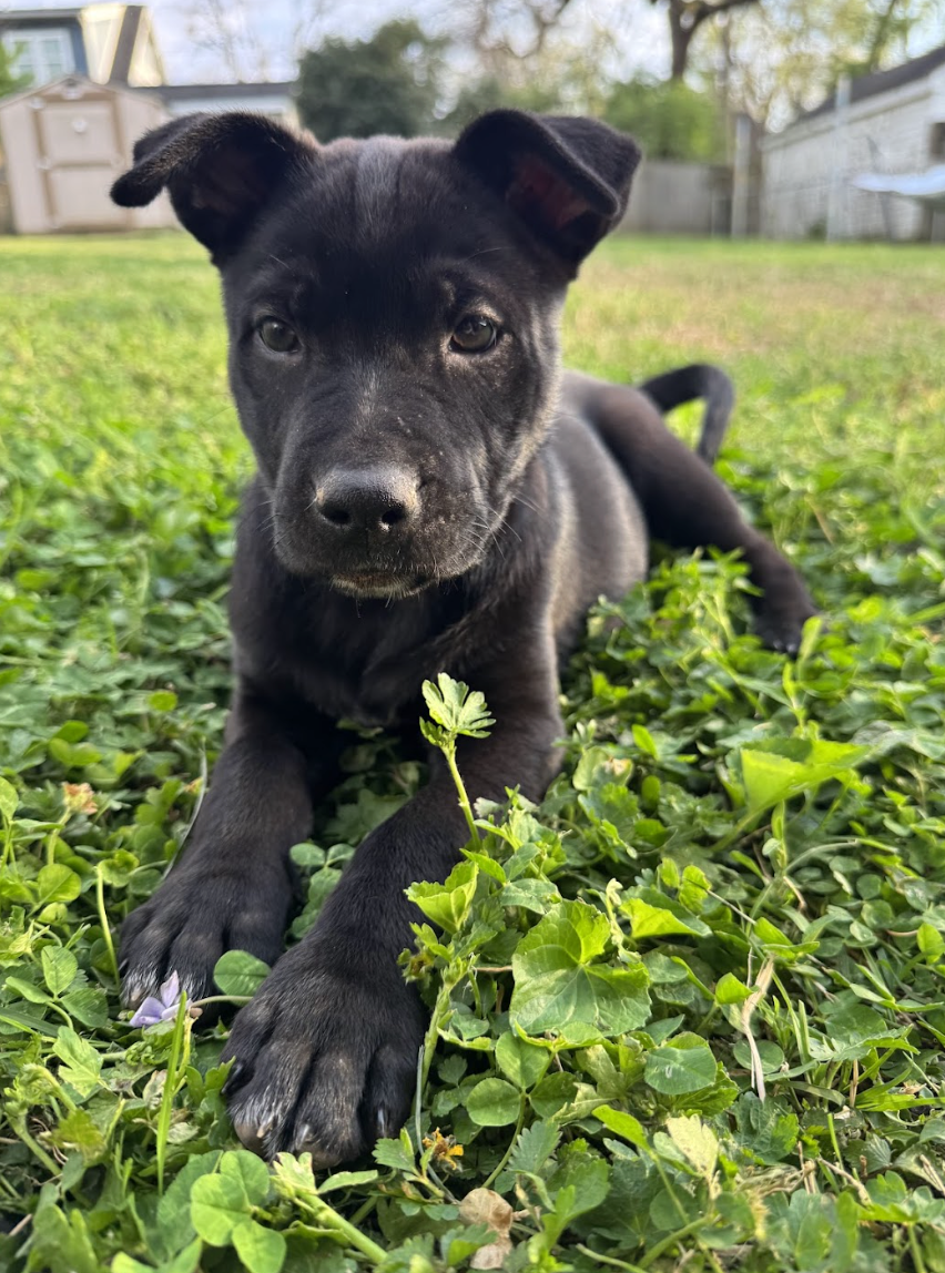 Screenshot 2026-04-08 at 3.26.24 PM.png