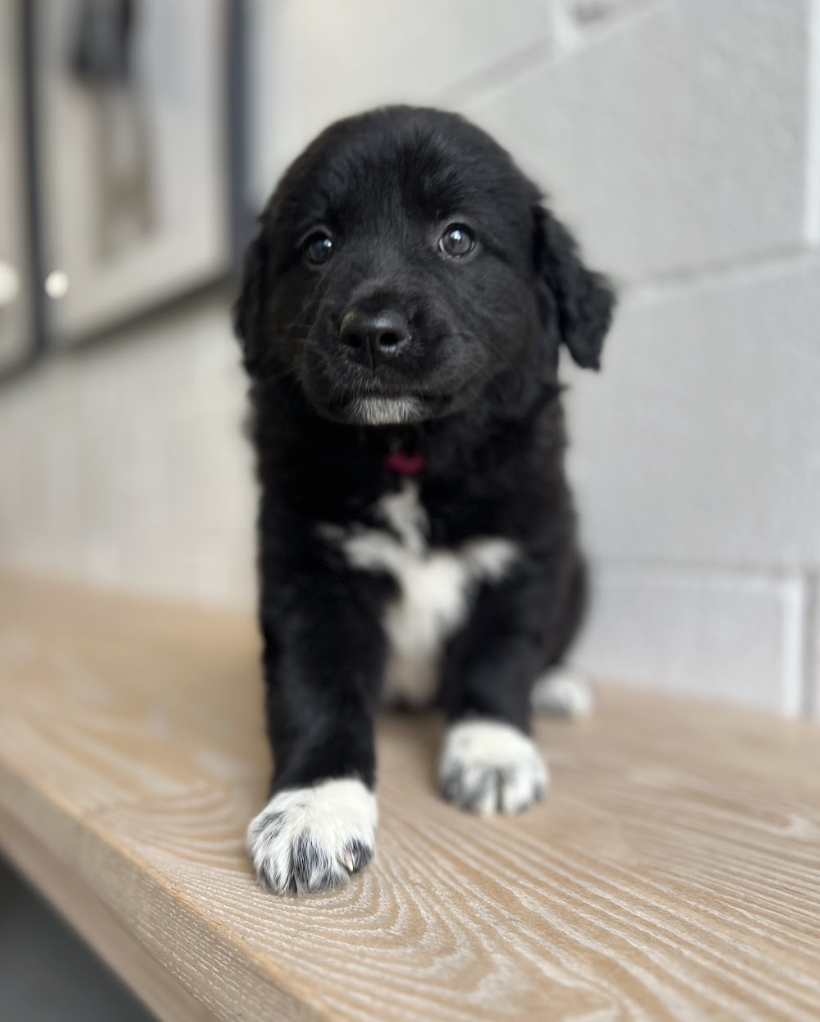 Screenshot 2026-04-16 at 4.20.20 PM.png