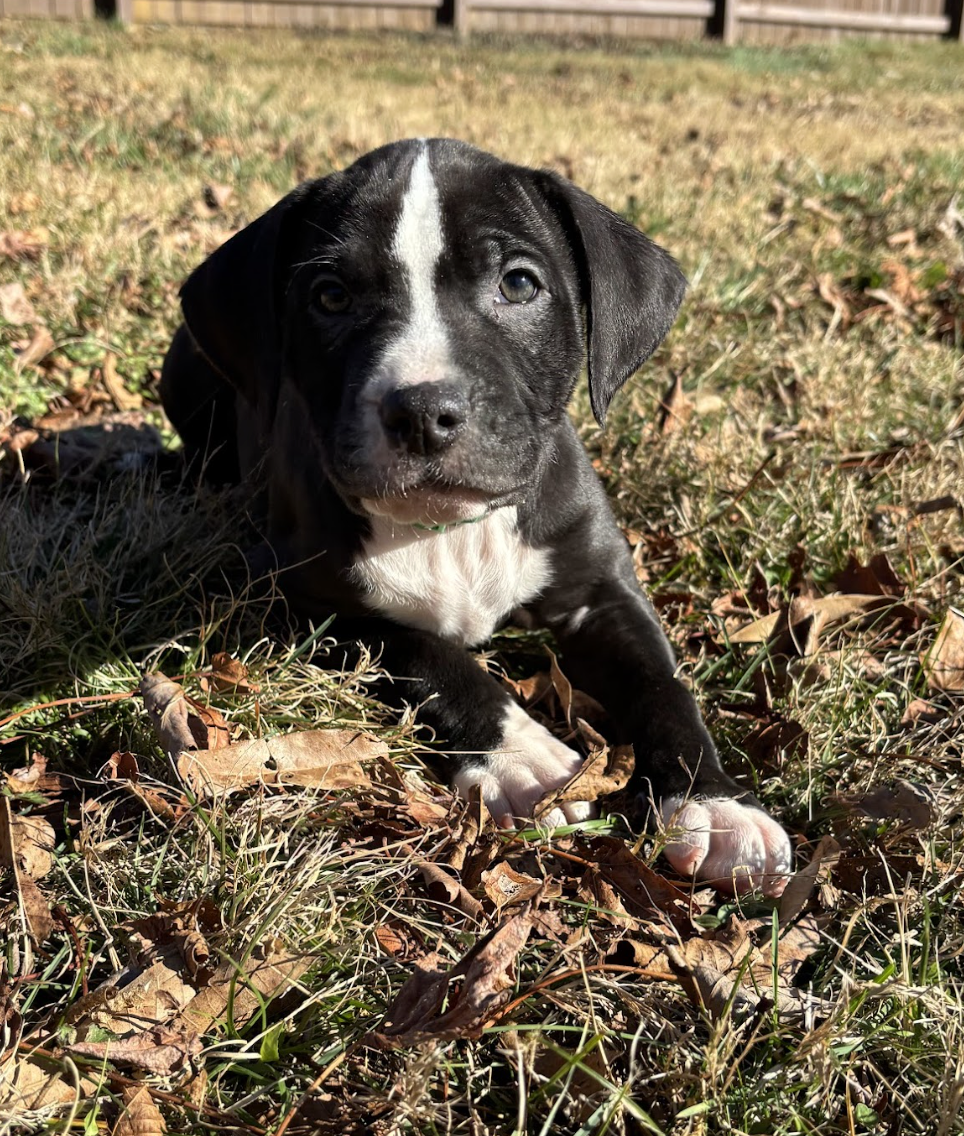 Screenshot 2025-12-31 at 1.25.43 PM.png