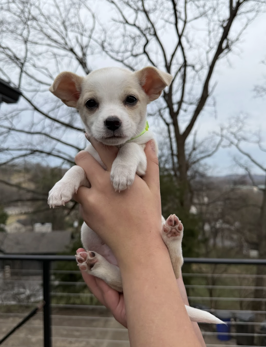 Screenshot 2026-02-26 at 12.49.18 PM.png