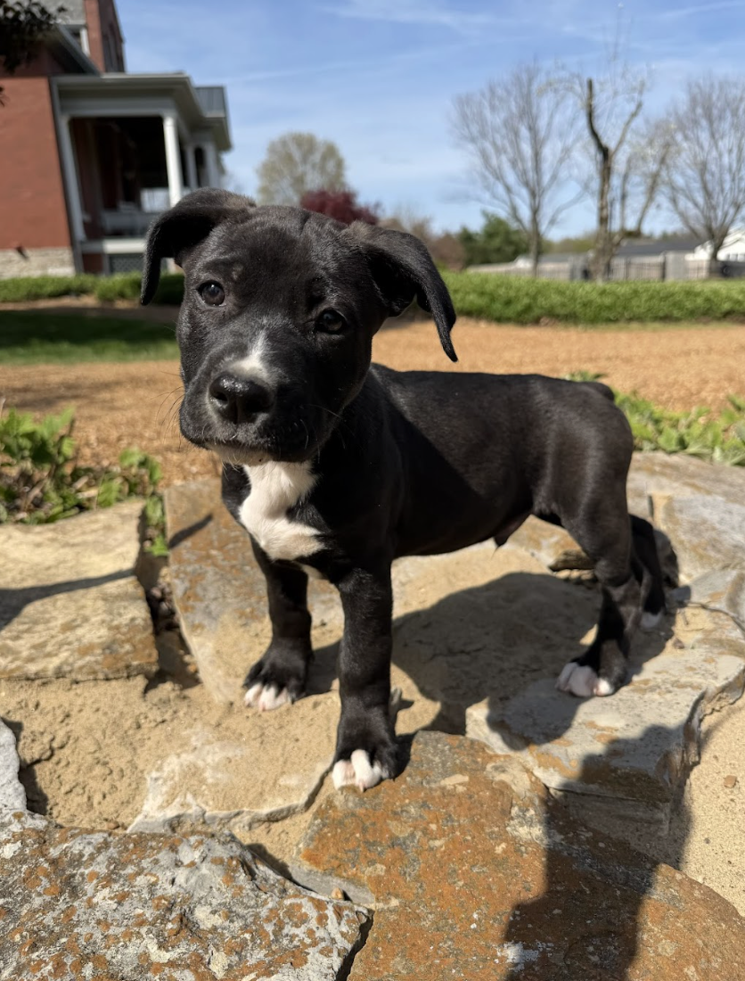 Screenshot 2026-04-03 at 2.00.59 PM.png