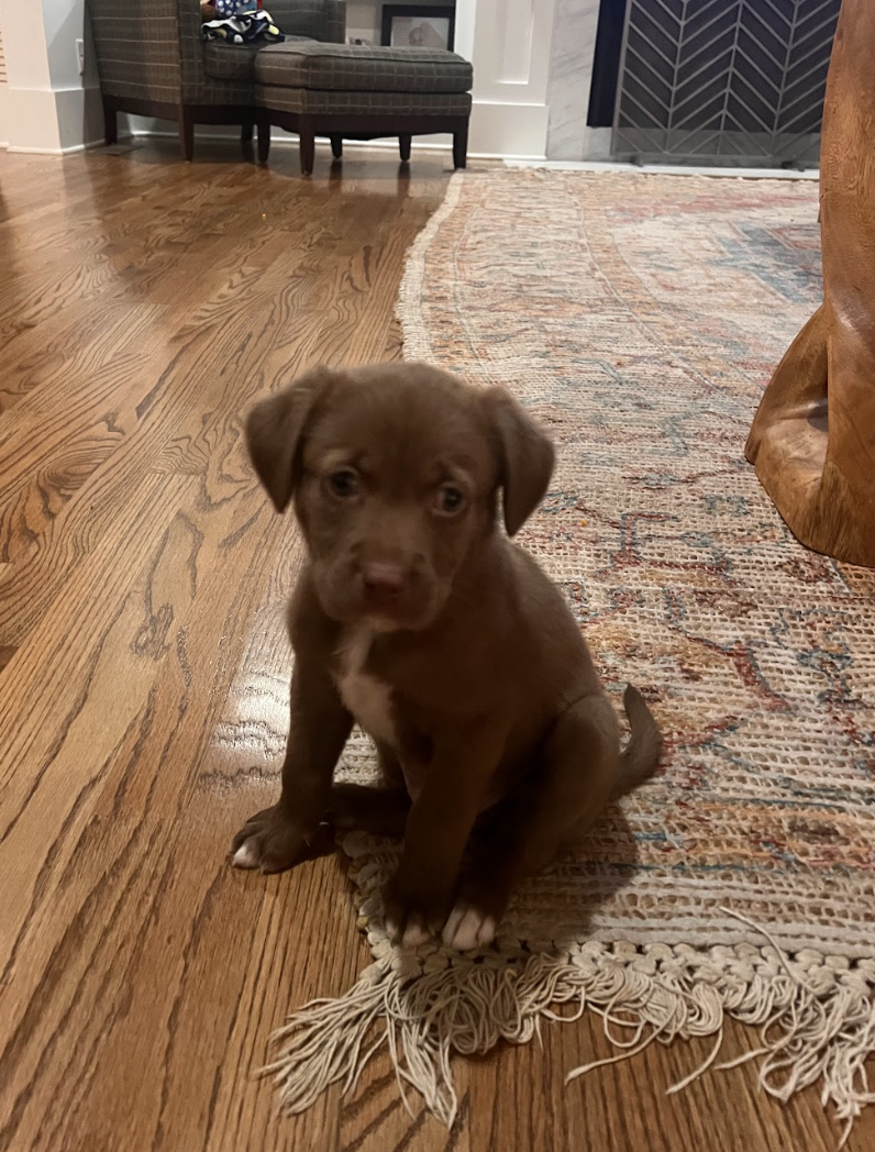 Screenshot 2026-02-13 at 4.30.03 PM.png