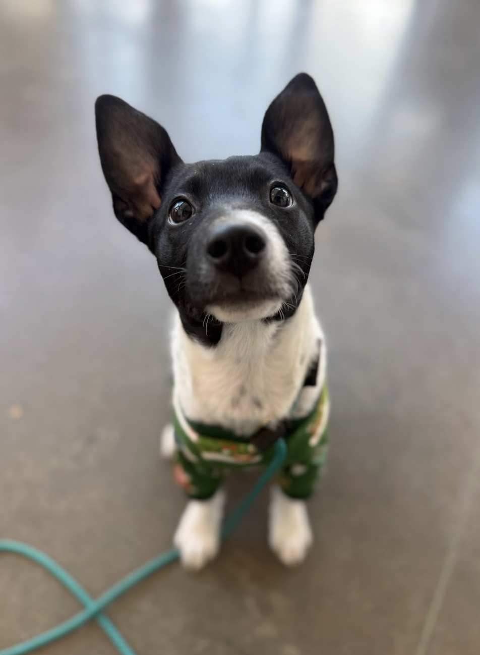 Buckwheat, the Seed Litter