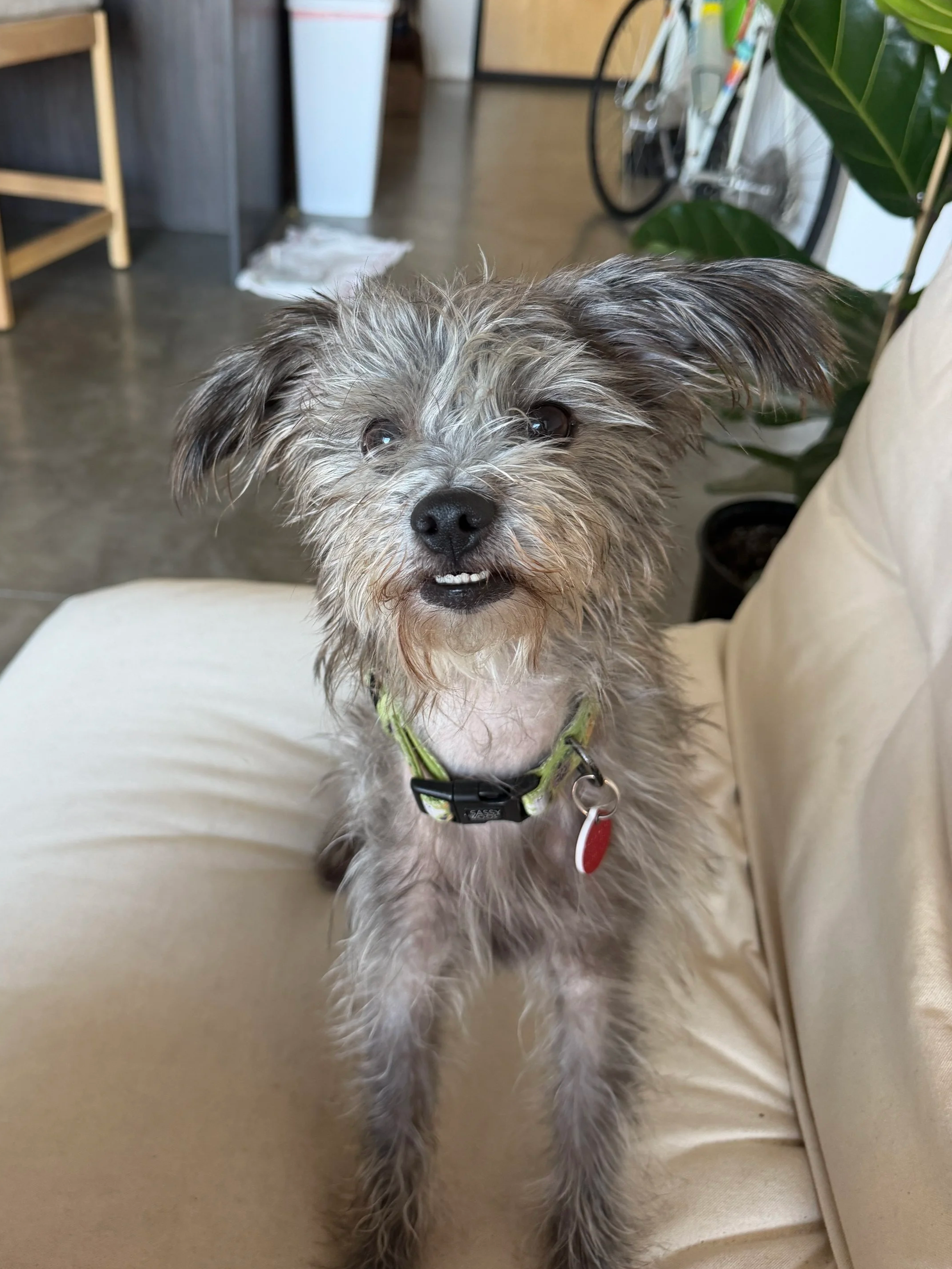 Zimmy