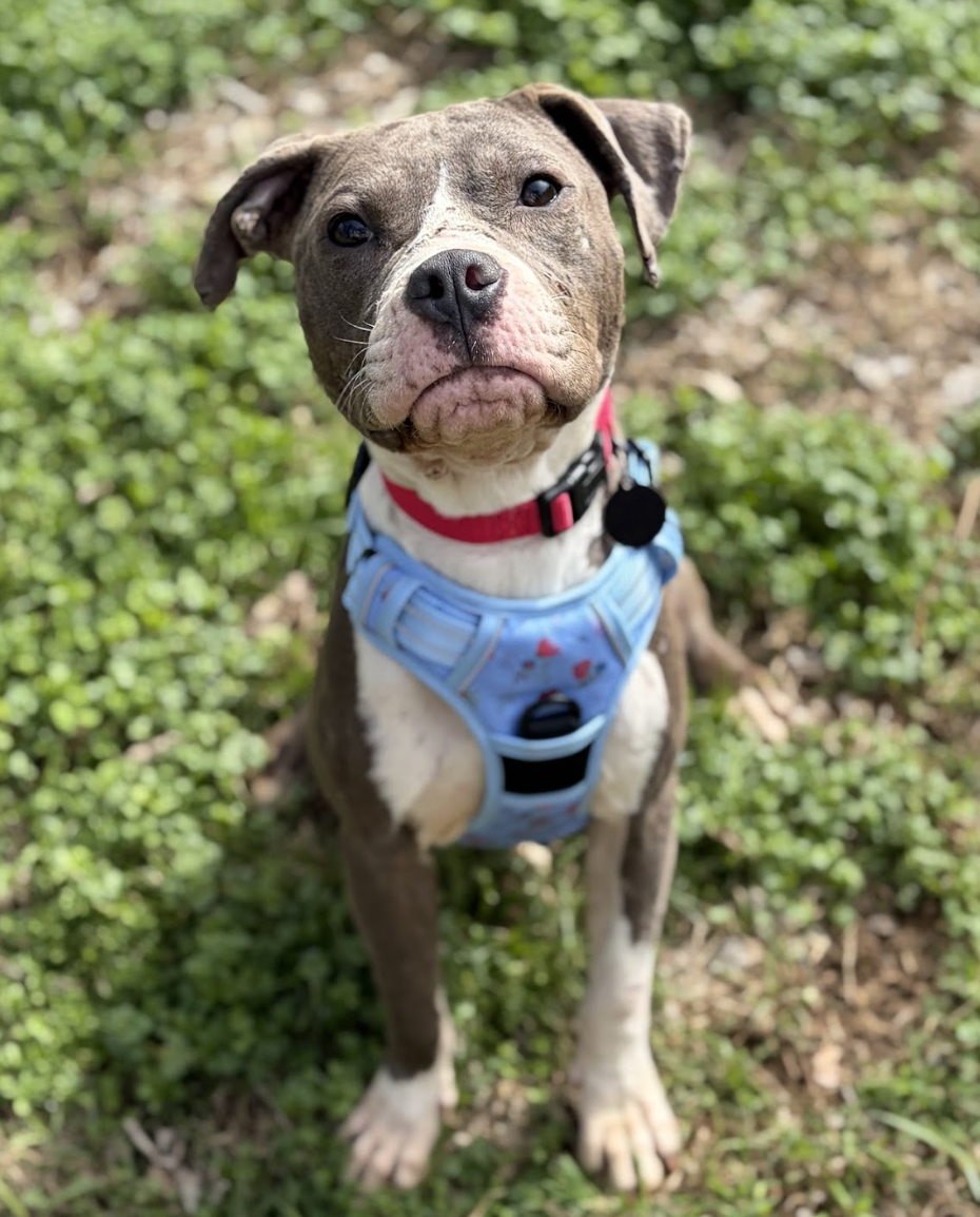 Screenshot 2026-04-20 at 1.21.06 PM.png