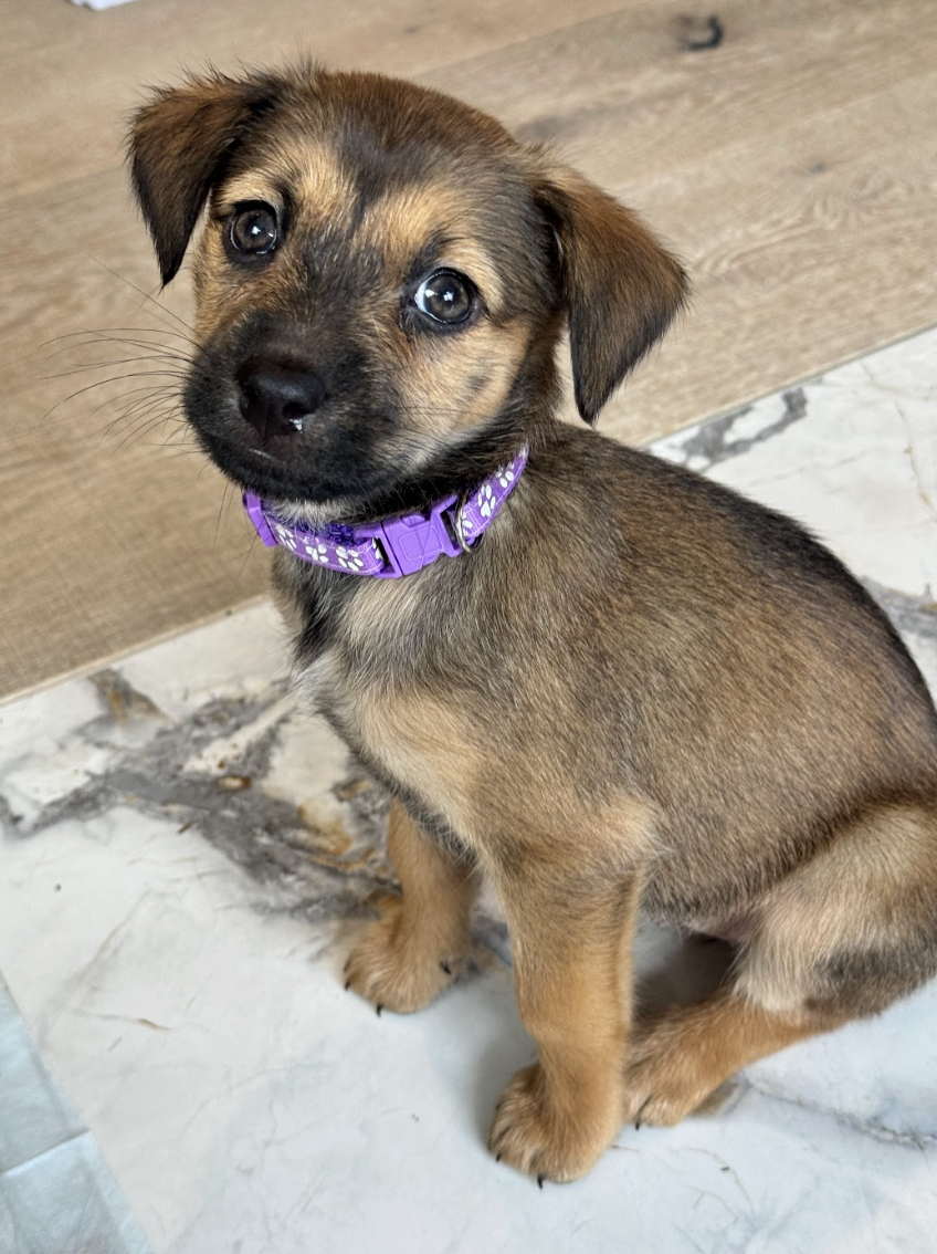 Screenshot 2026-01-17 at 2.49.10 PM.png