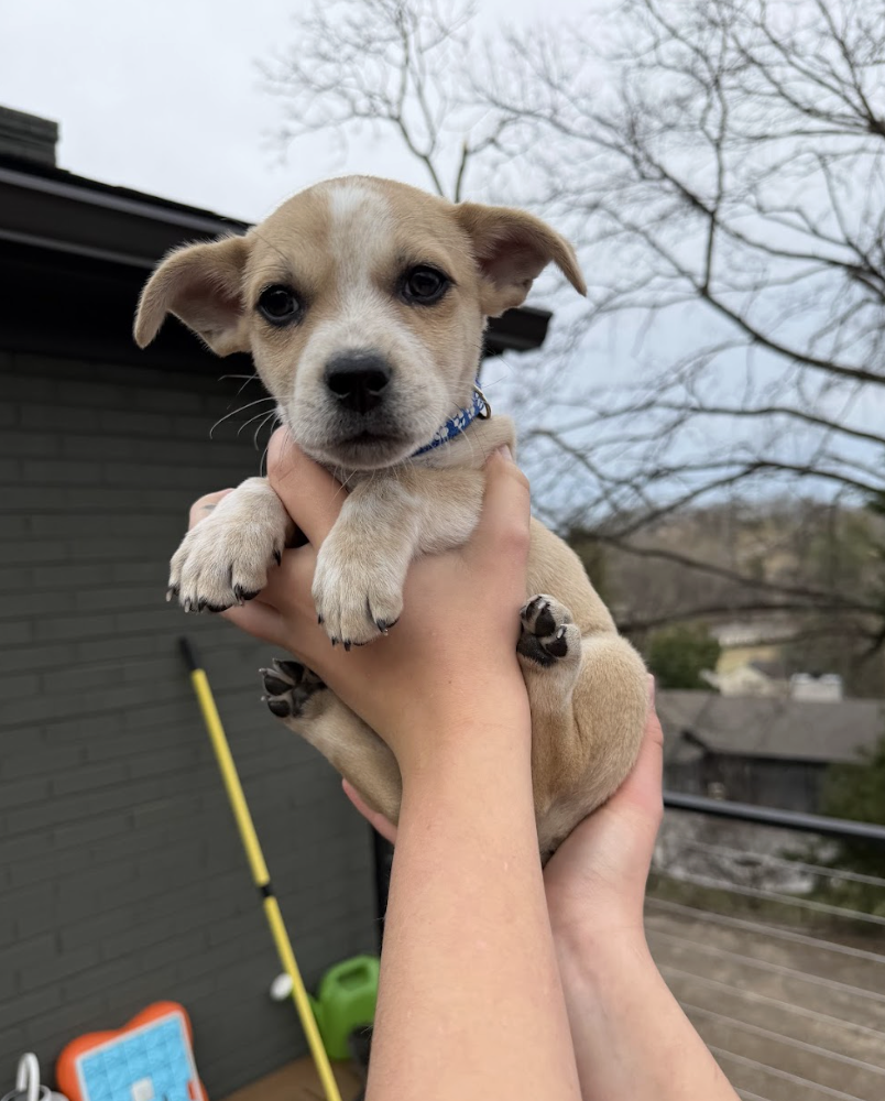 Screenshot 2026-02-26 at 12.51.08 PM.png