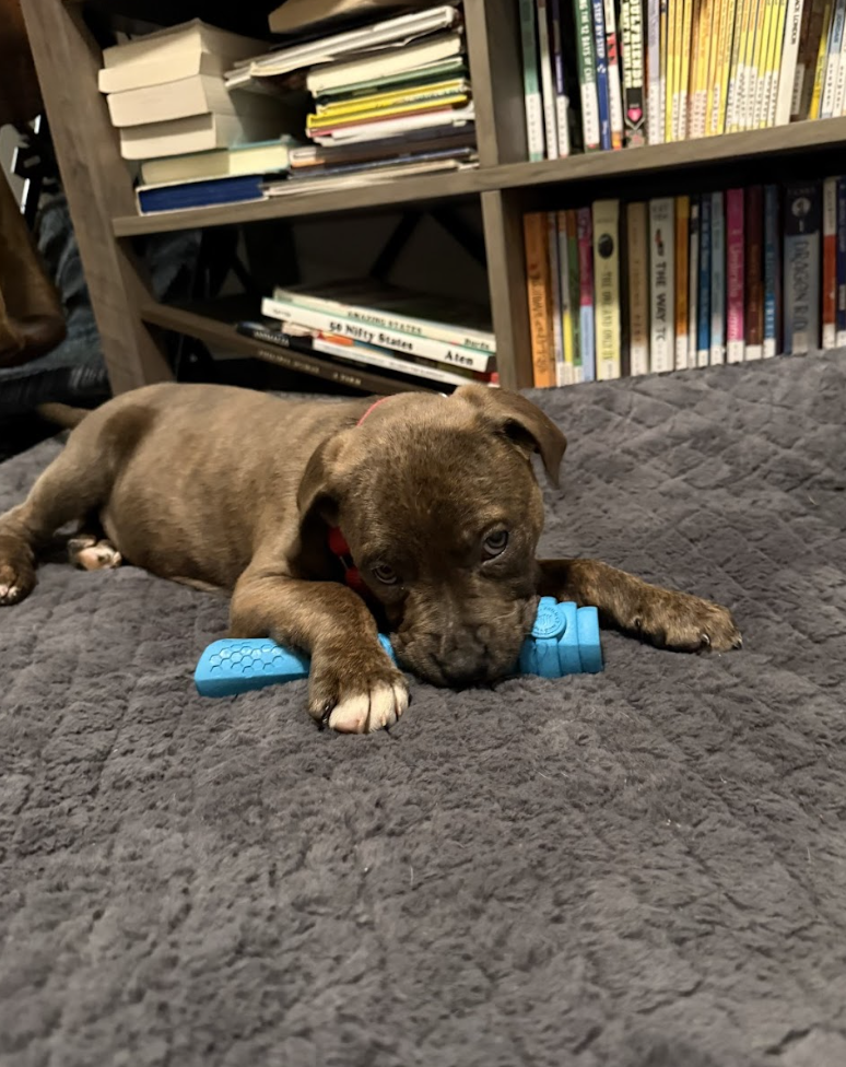 Screenshot 2026-02-06 at 12.06.07 PM.png