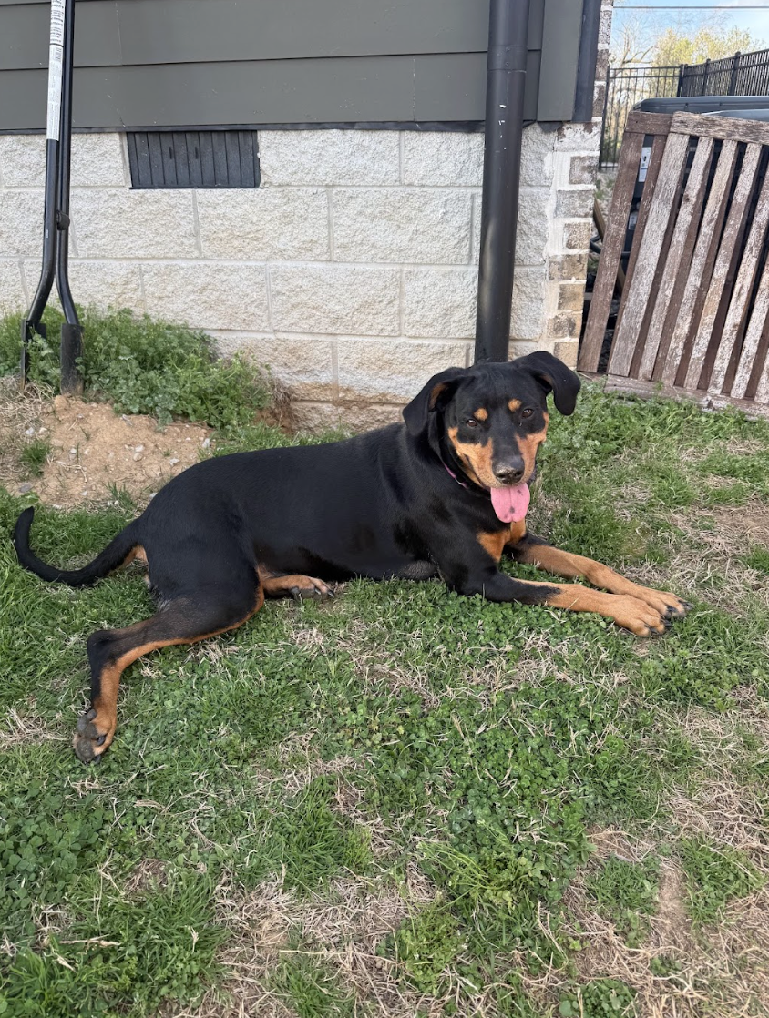 Screenshot 2026-04-03 at 3.11.51 PM.png