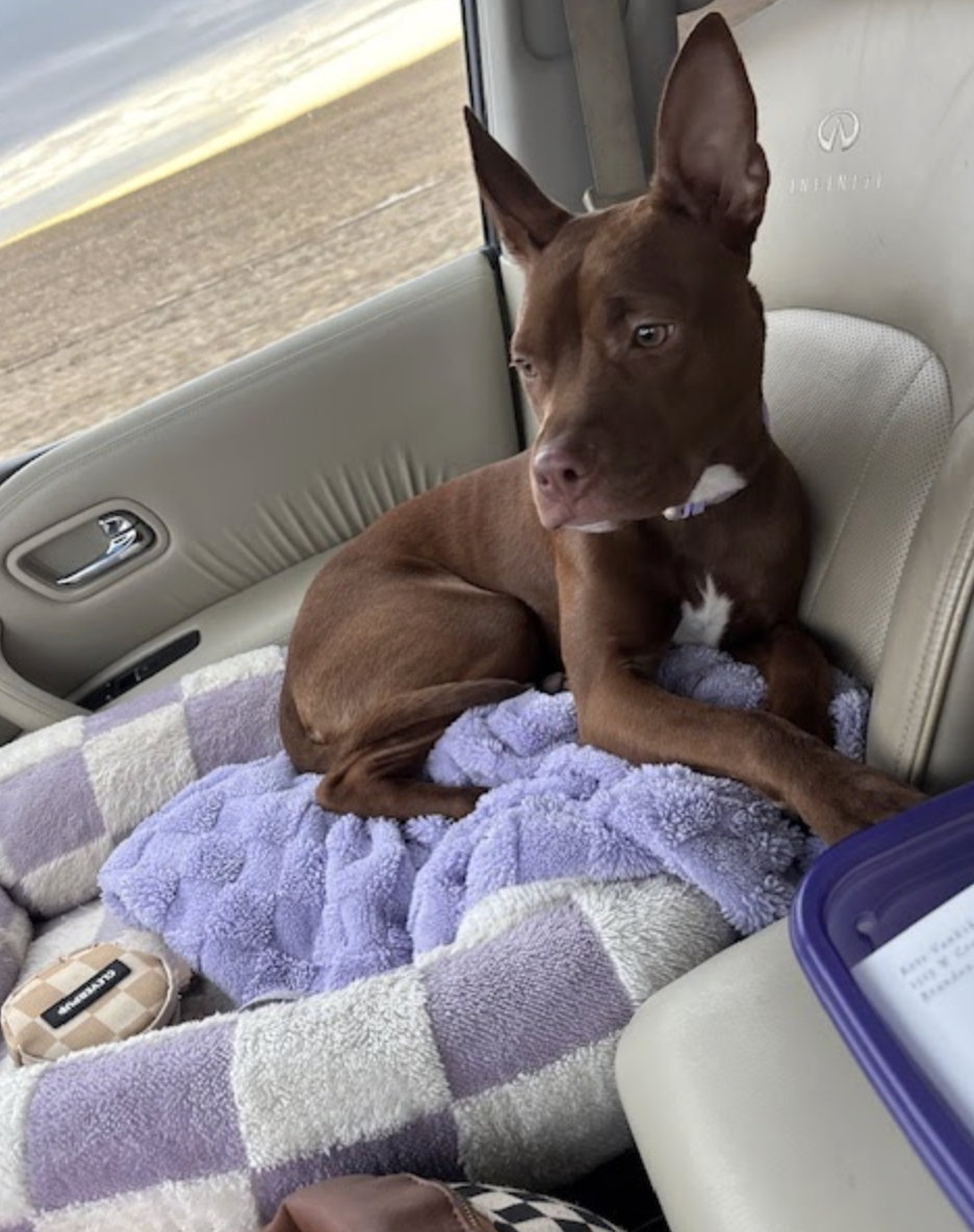 Screenshot 2026-02-15 at 7.58.01 PM.png