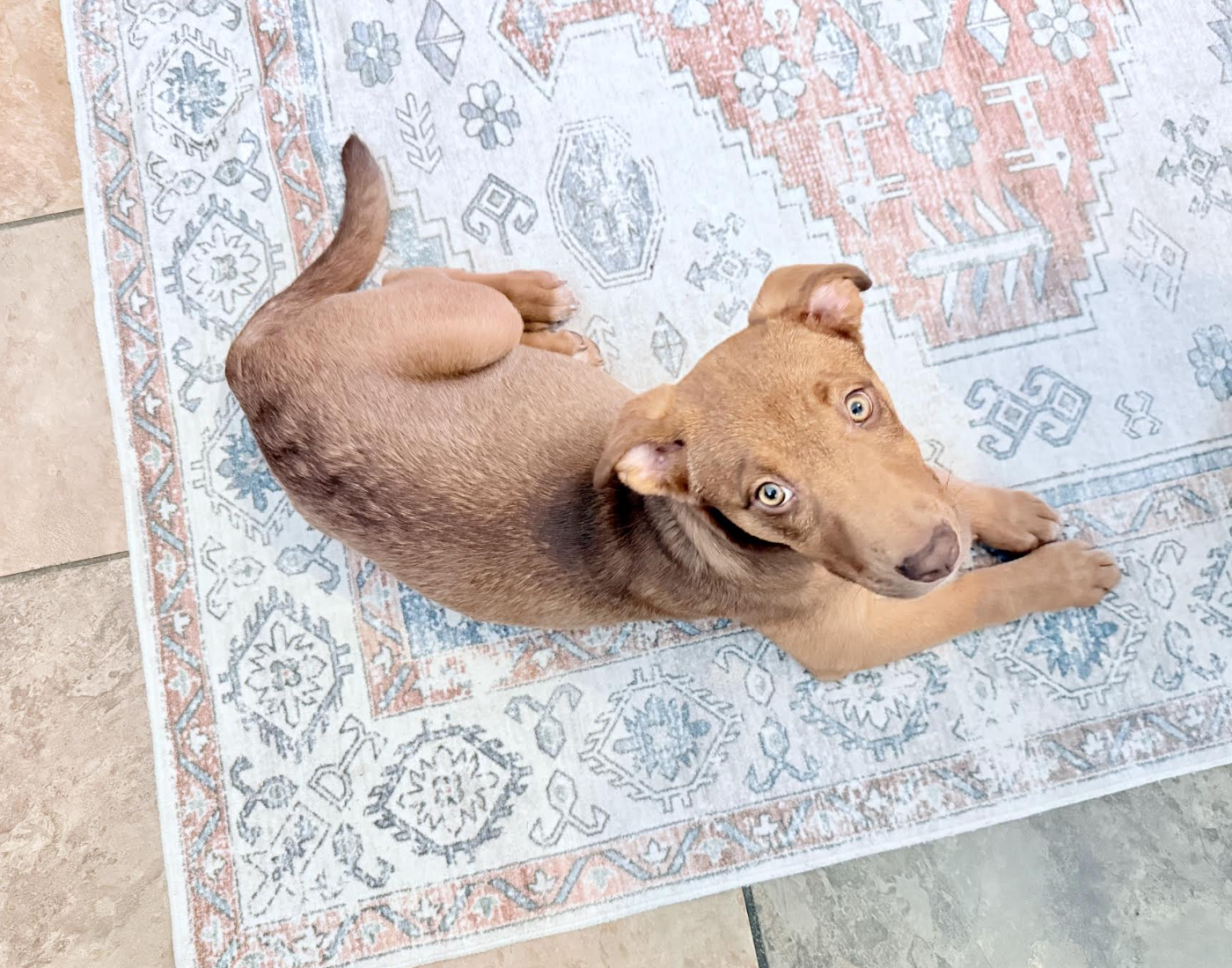 Screenshot 2026-03-19 at 1.02.23 PM.png