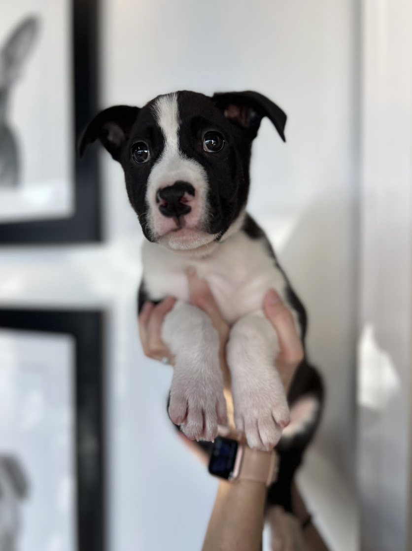 Screenshot 2026-04-03 at 2.04.43 PM.png