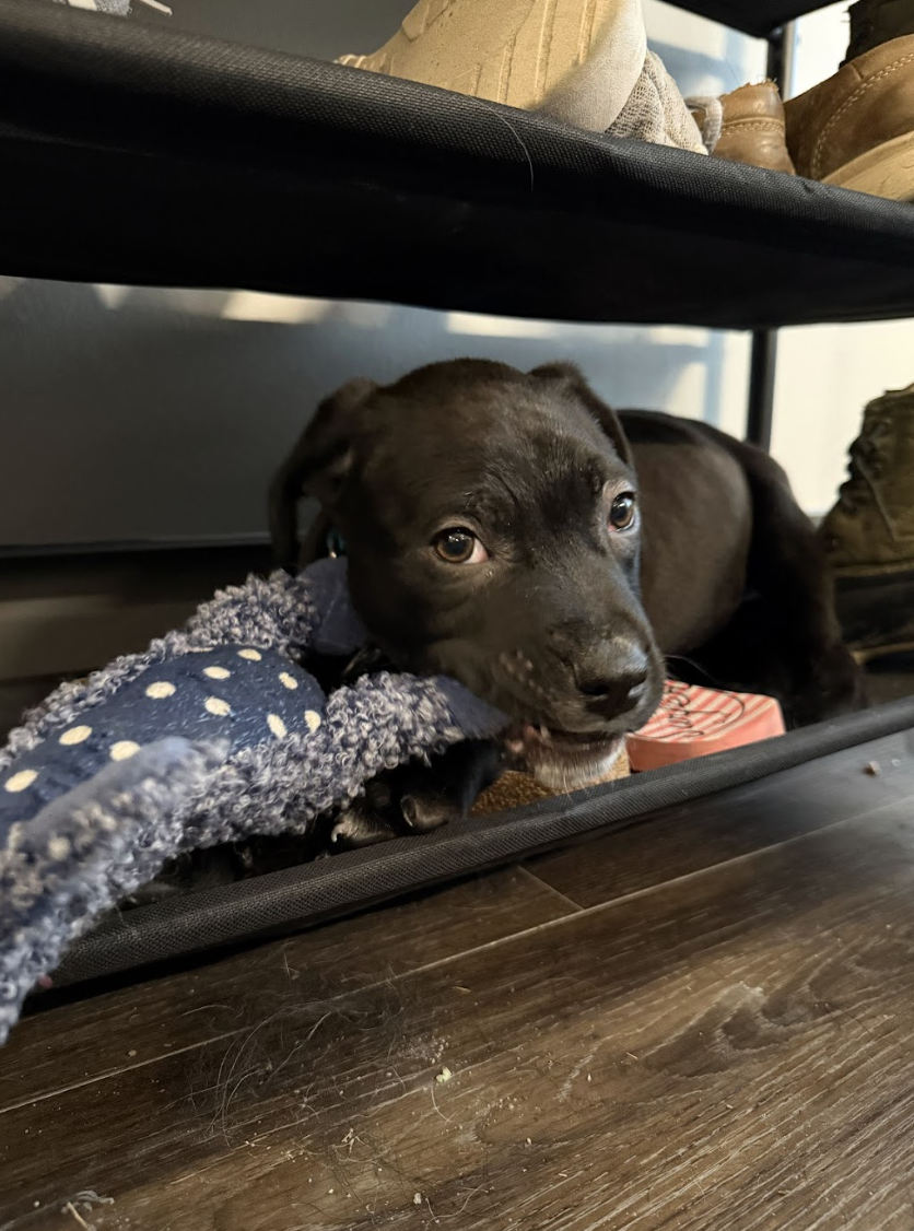 Screenshot 2026-02-06 at 12.07.19 PM.png