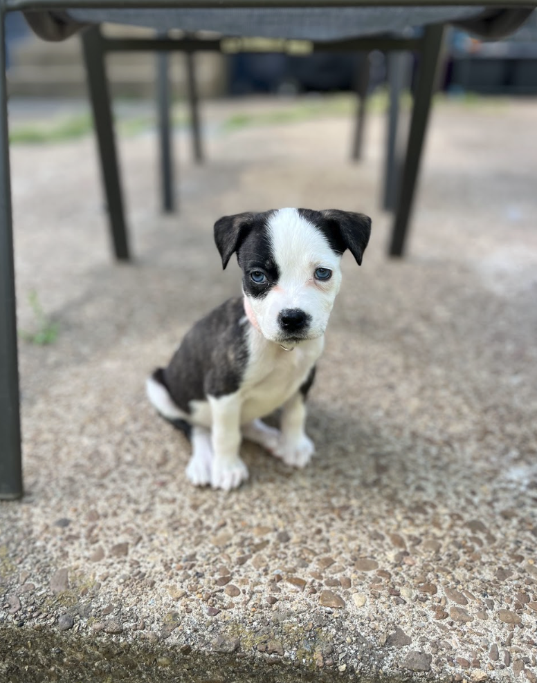 Screenshot 2026-04-23 at 2.20.57 PM.png