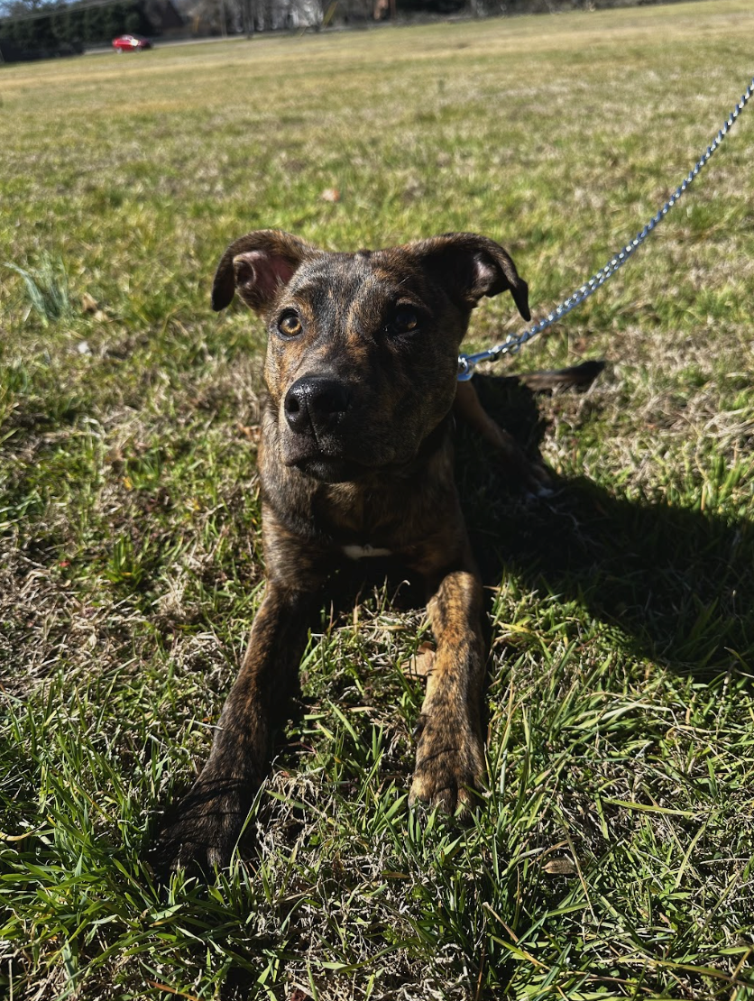 Screenshot 2026-02-20 at 8.47.52 PM.png