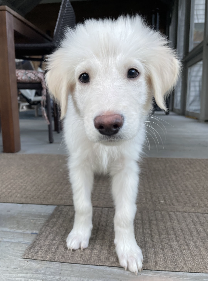 Harry, the Harry Potter Litter