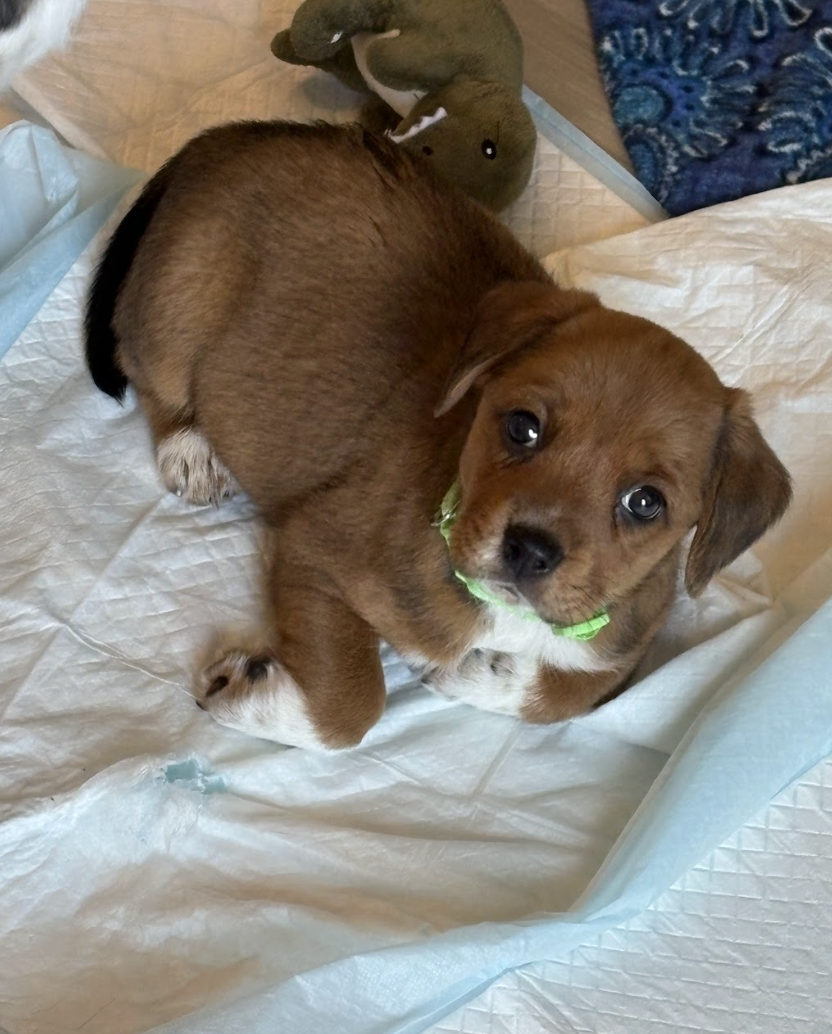 Screenshot 2026-02-21 at 4.45.01 PM.png