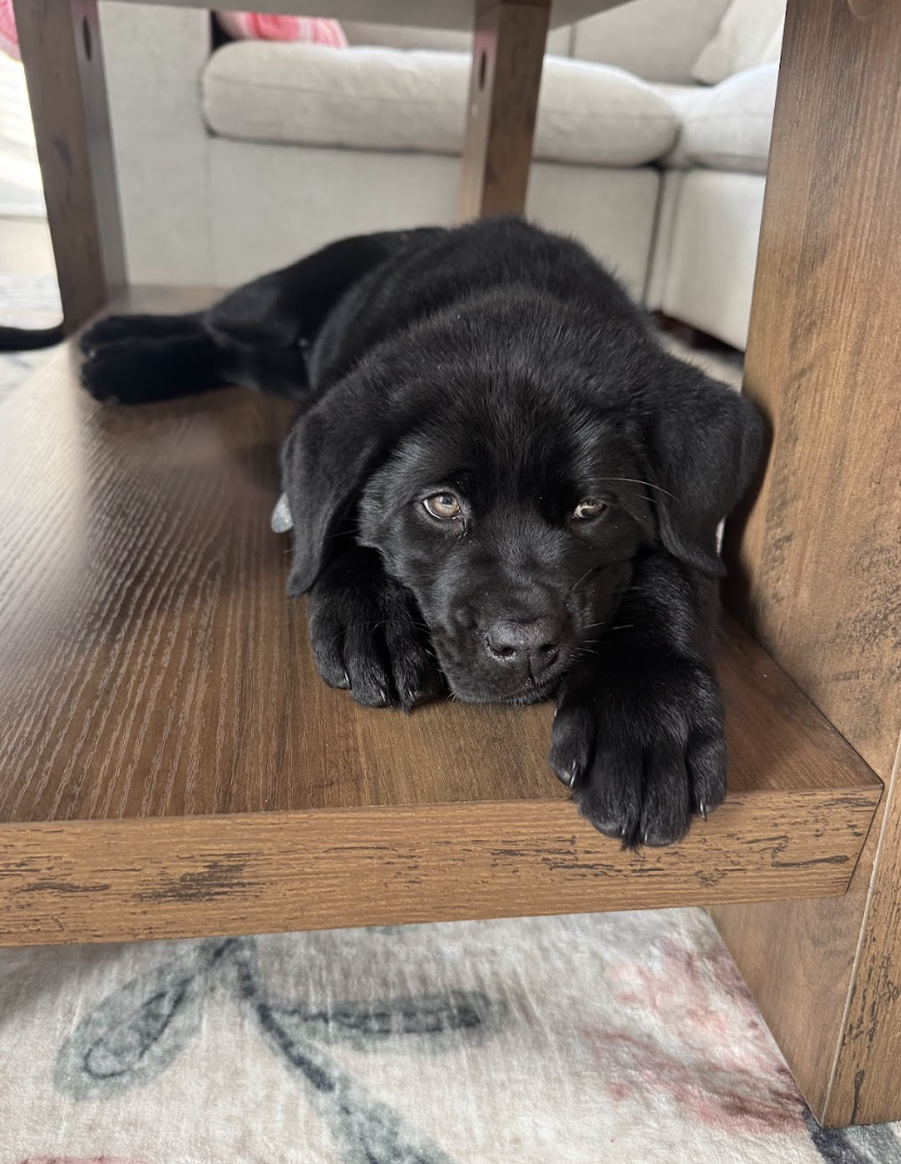 Screenshot 2026-03-03 at 10.35.58 AM.png